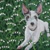 Jack Russell Terrier,Lilly of the Valley,unique,dog portraits,Judy Henn,Robins Egg Gallery,dog painting,contemporary art,NJ,gallery
