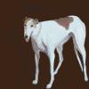 Greyhound_dog portrait_original greyhouund painting_Judy Henn_dog painting