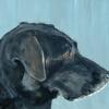 Black Lab,Labrador Retriever,Judy Henn,custom dog portrait,commision,Lambertville NJ,Robins Egg Gallery,pet portraits,contemporary art,gifts