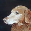 Golden,Golden Retriever,Judy Henn,custom,dog portrait,Lambertville, NJ,Robins Egg Gallery,contemporary art,painting,pet,gifts