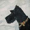 Scottie,Scottish Terrier,dog portrait,Judy Henn,commission,pet portraits,Lambertville,NJ,contemporary art,Robins Egg Gallery,gifts
