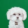 Maltese,Maltese Terrier,good dog,Judy Henn,dog portrait,commission,Lambertville,NJ,Robins Egg Gallery,custom,pet portraits,contemporary art,gifts